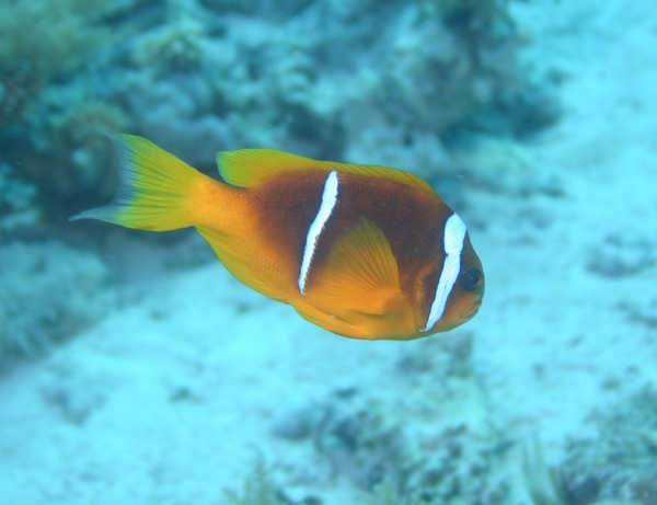 Damselfish - Red Sea Anemonefish