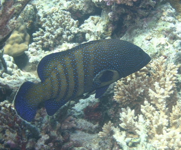 Groupers - Peacock Grouper