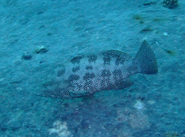 Groupers - Marbled Grouper
