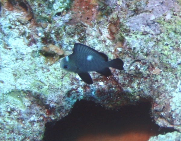 Damselfish - Threespot Dascyllus