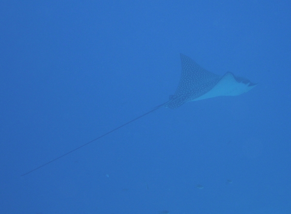 Stingrays - Spotted Eagle Ray