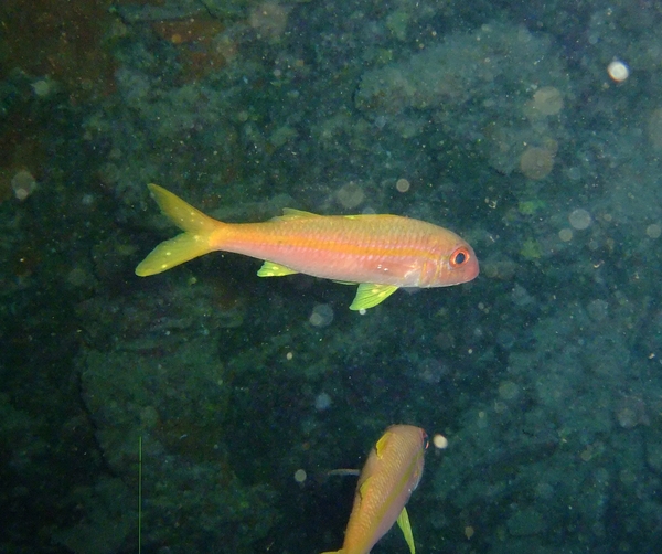 Goatfish - Yellowfin Goatfish