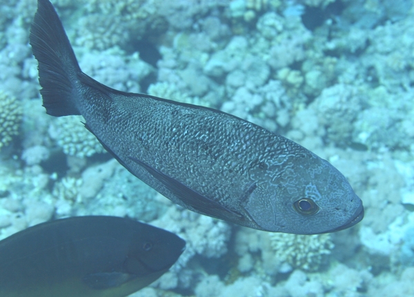 Snappers - Black Snapper