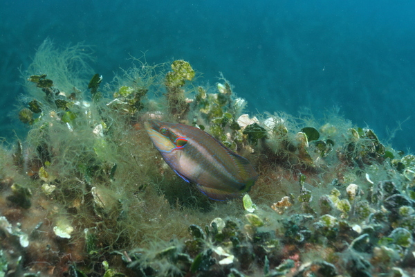 Wrasse - Ocellated Wrasse