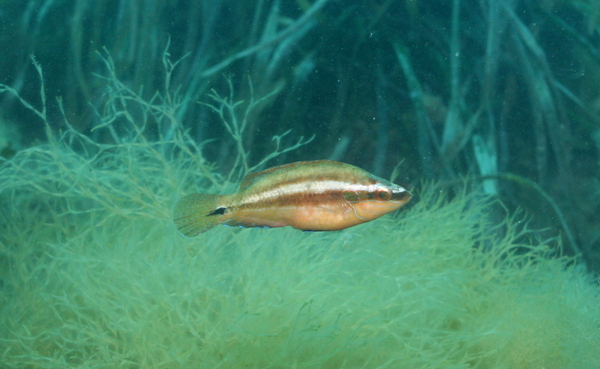 Wrasse - Ocellated Wrasse