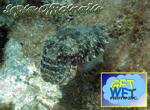 Cephalopoda - Common Cuttlefish