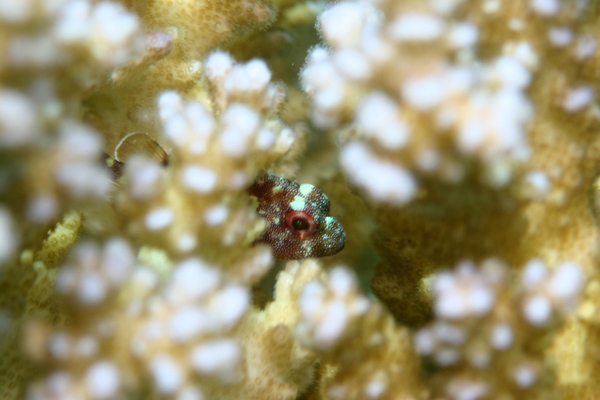 Scorpionfish - Yellowspotted scorpionfish