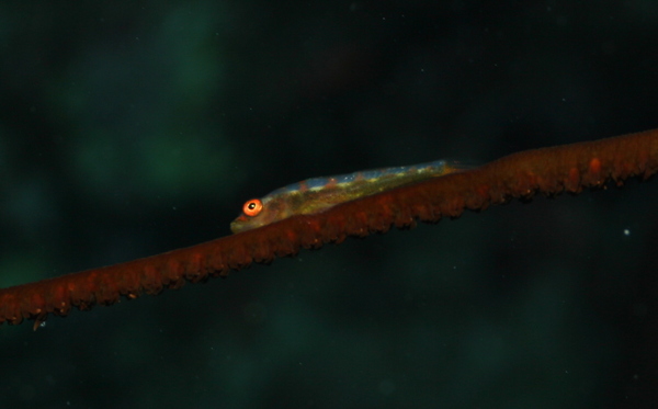 Gobies - Whip coral goby