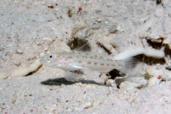 Gobies - Red Sea Shrimpgoby