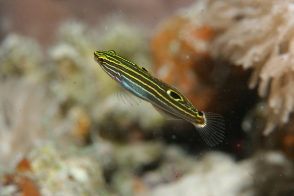 Gobies - Hector's Goby