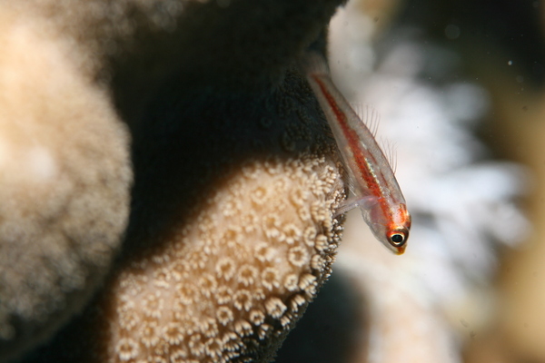 Gobies - Common Ghost Goby