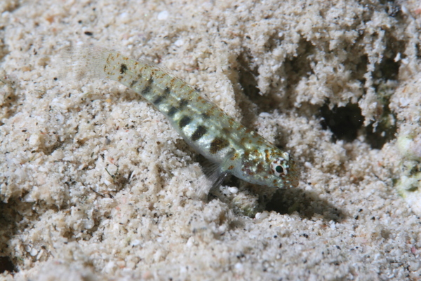 Gobies - green bubble goby
