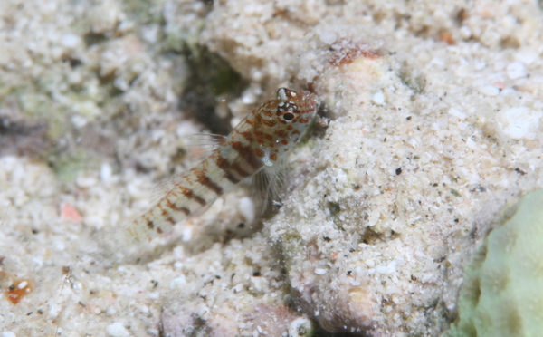 Gobies - green bubble goby