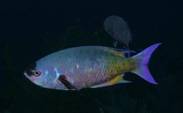 Creole Wrasse - Clepticus parrae