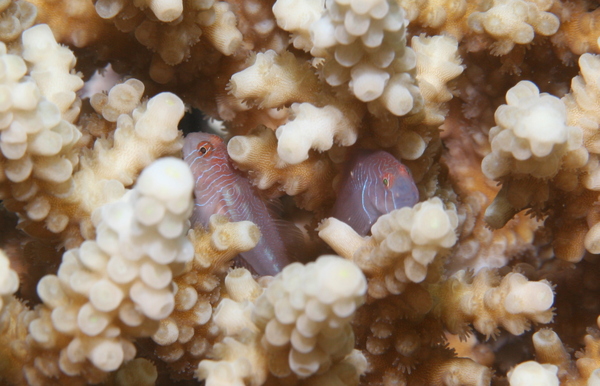 Gobies - Rippled coral goby