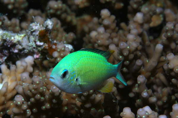 Damselfish - Blue Green Damselfish