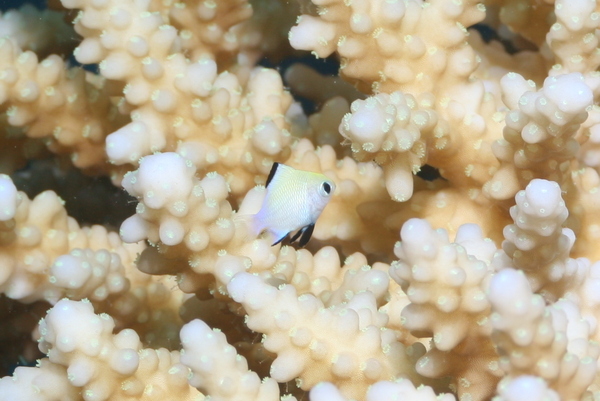 Damselfish - Red Sea Dascyllus