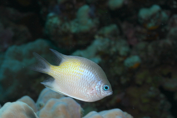 Damselfish - Yellowfin Damselfish
