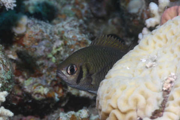 Damselfish - Weber's chromis