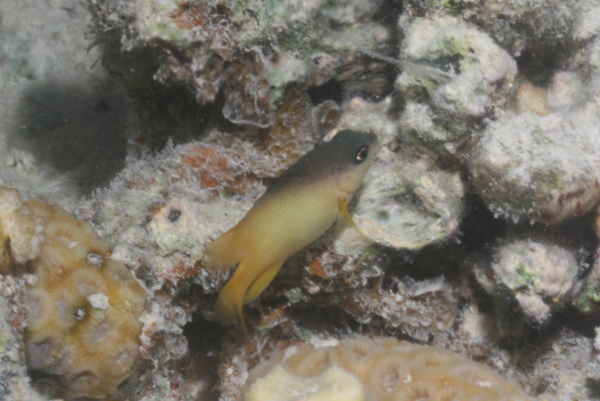 Damselfish - Dusky farmerfish