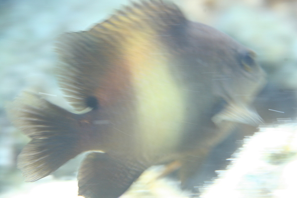 Damselfish - Dusky farmerfish