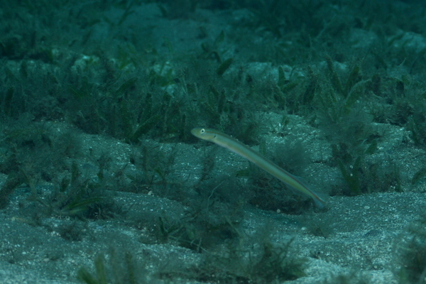 Wormfish - Onespot wormfish