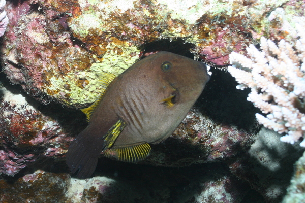 Filefish - Broom Filefish