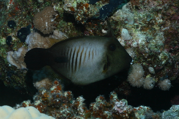 Filefish - Broom Filefish