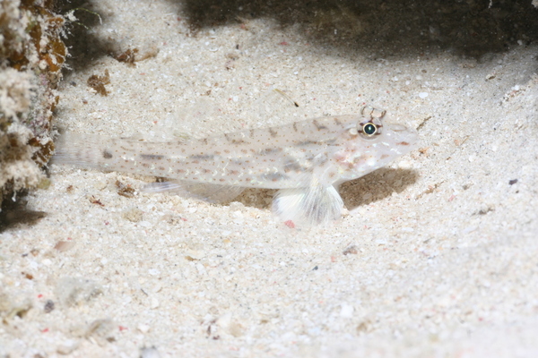 Gobies - Common fusegoby