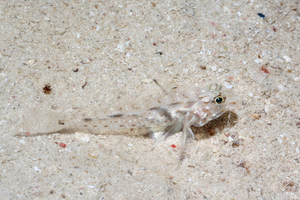 Gobies - Common fusegoby