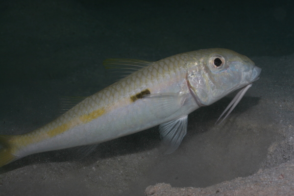 Goatfish - Yellow Striped Goatfish