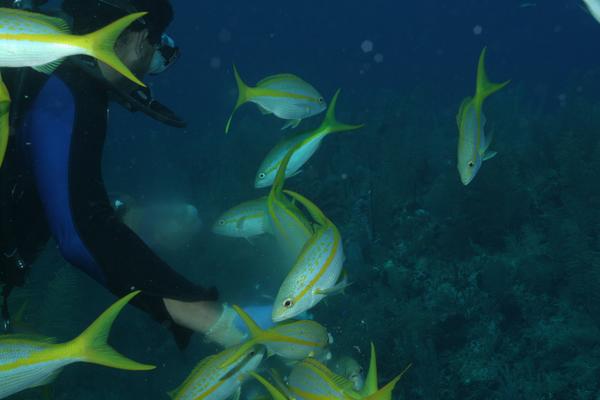 Snappers - Yellowtail Snapper