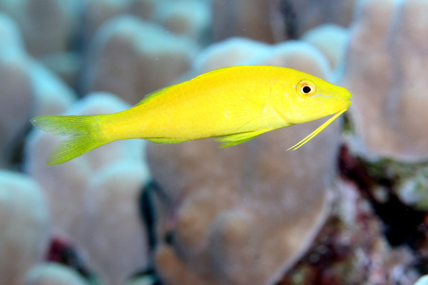 Goatfish - Yellowsaddle Goatfish