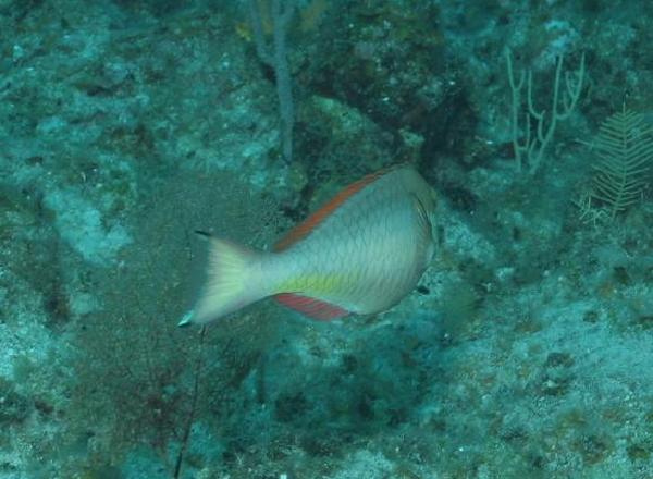 Parrotfish - Redband Parrotfish