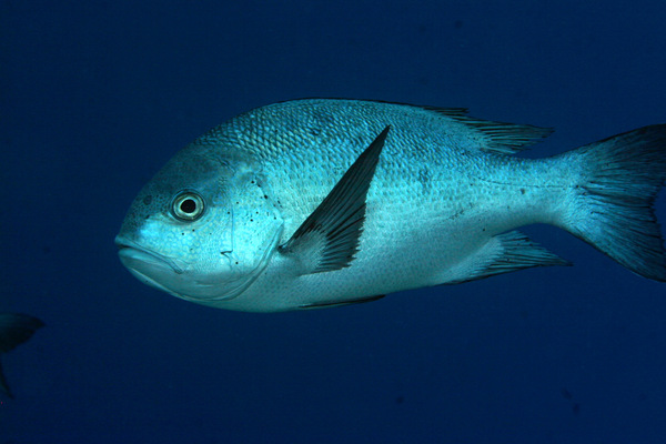 Snappers - Black Snapper