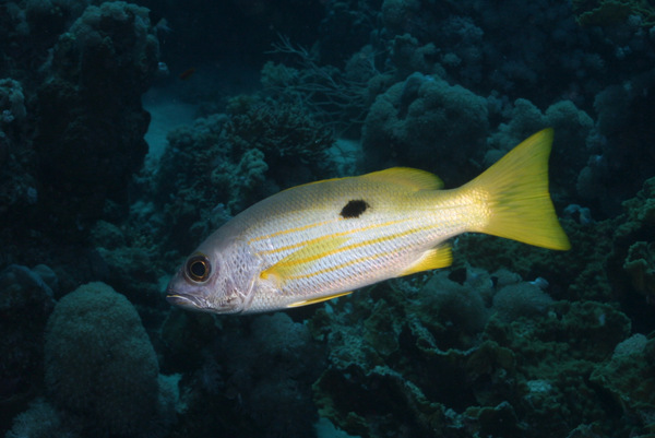 Snappers - Ehrenberg's Snapper