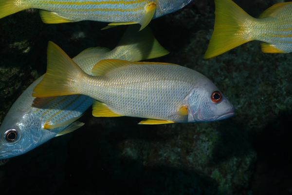 Snappers - One-spot Snapper