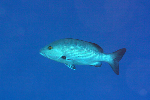 Snappers - Twinspot Snapper