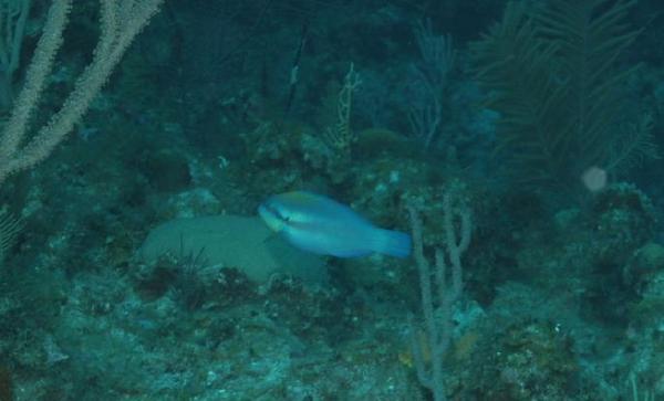 Parrotfish - Striped Parrotfish