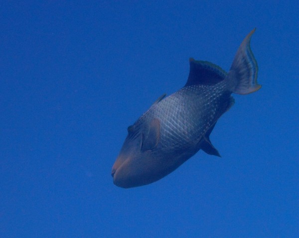 Triggerfish - Yellowmargin Triggerfish