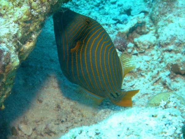 Triggerfish - Orange-striped Triggerfish