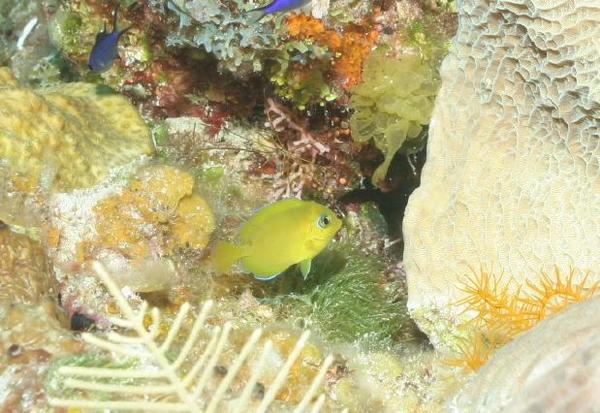 Surgeonfish - Blue Tang