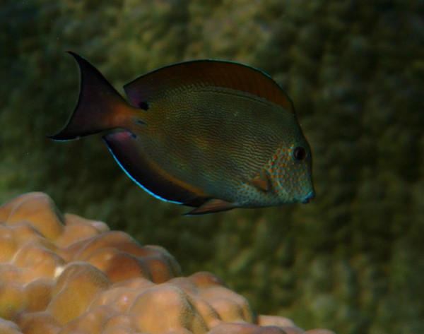 Surgeonfish - Dusky Surgeonfish