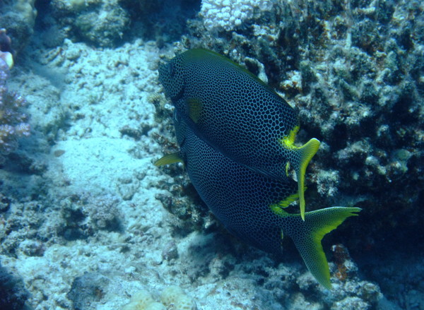 Rabbitfish - Stellate Rabbitfish