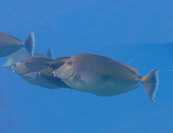 Surgeonfish - Bluespine Unicornfish