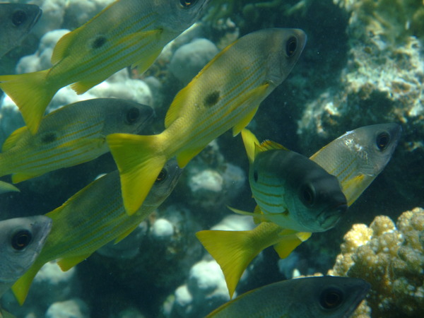 Snappers - One-spot Snapper