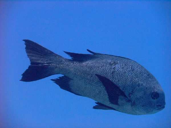 Snappers - Black Snapper