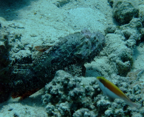Scorpionfish - Red Sea Walkman