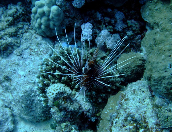 Lionfish - Clearfin Lionfish
