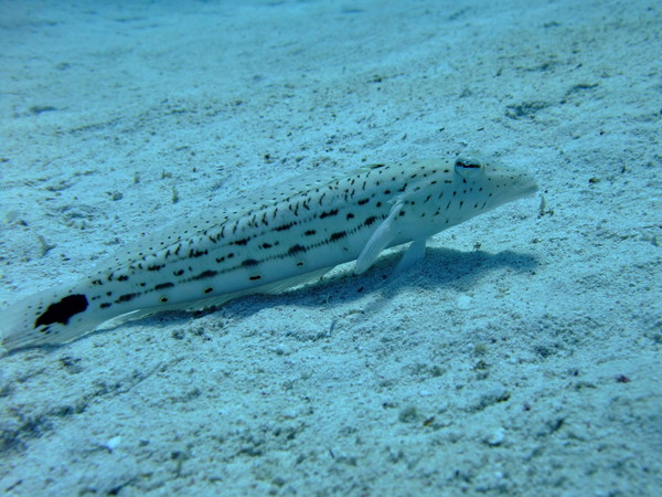 Sandperches - Speckled Sandperch